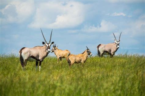 There’s A Wildlife Park In Tennessee That’s Perfect For A Family Day Trip | Safari park ...