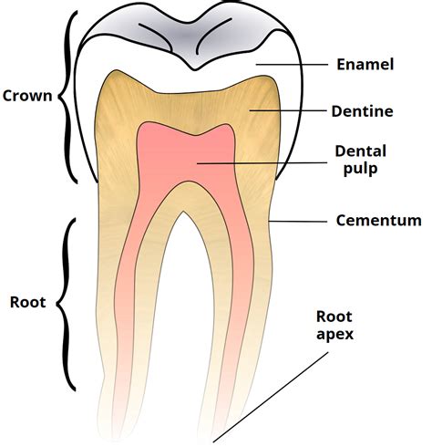 Roots Of Teeth Diagram