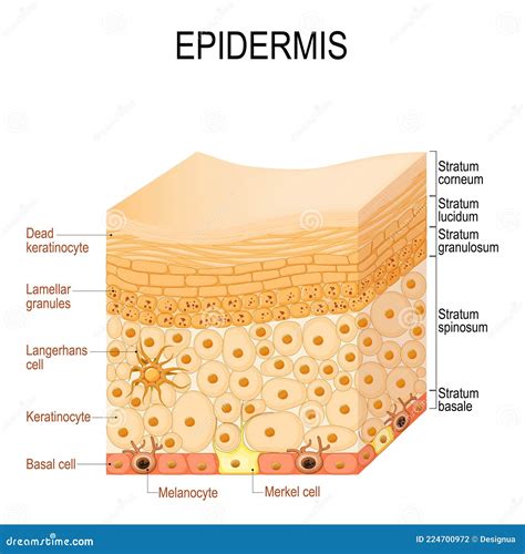 Cell Epidermis Layers Epidermis Structure Human Stock