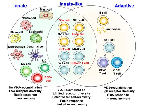 Immune system cells - lasopagogo