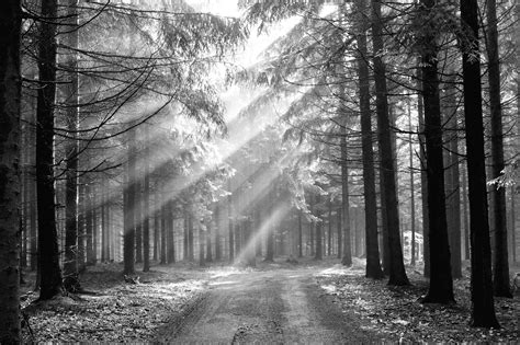 Black and White Forest Wallpaper - WallpaperSafari