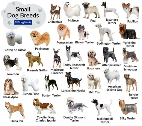 List of Small Dog Breeds with Pictures | 101DogBreeds.com