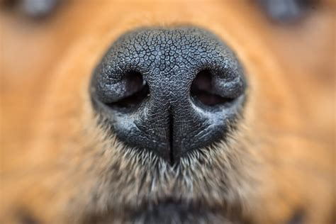 What Does It Mean If Your Dog Has a Dry Nose?