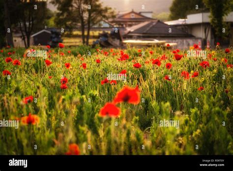 poppy flower field Stock Photo - Alamy