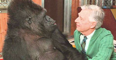 Koko, the beloved gorilla who learned sign language, dies at 46 | Gorilla, Funny animals, Animals