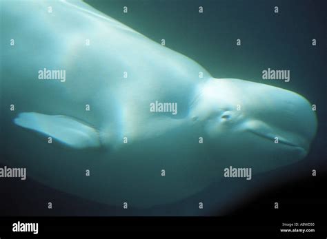 Beluga whale at Vancouver Aquarium in Canada Stock Photo - Alamy