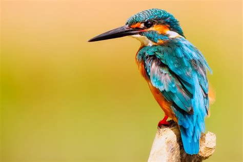 10 Stunning Bird Photos to Inspire You (Bird Photographers)