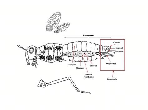 A generalized insect abdomen. From: The Science of Entomology, 4th ed.... | Download Scientific ...