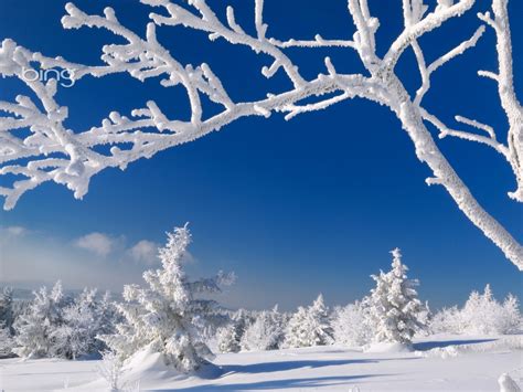 Bing Wallpaper Winter Scenes