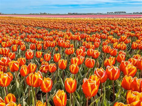 9 Things to Know When Visiting the Tulip Fields in the Netherlands - Traveltomtom.net