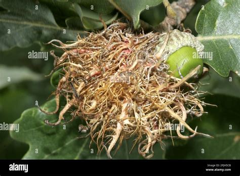 Common oak gall wasp Stock Photo - Alamy