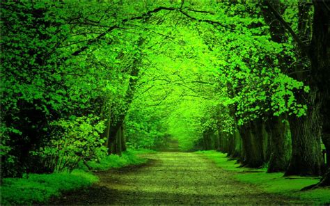 🔥 [73+] Forest Green Backgrounds | WallpaperSafari