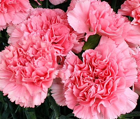 Carnation is the birthday flower for January, but it gets no respect | Buffalo-NiagaraGardening.com