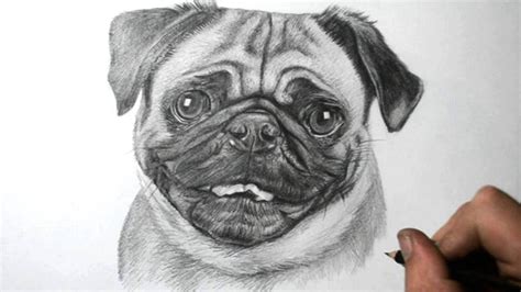 Adorable Realistic Christmas Pug Drawing - l2sanpiero