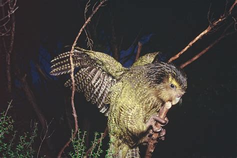 Kakapo - Conservation Report - Conjour Magazine