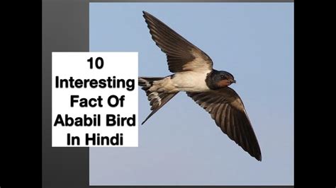 10 Interesting Fact Of Ababil Bird In Hindi - YouTube