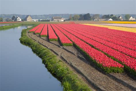 Tulip fields near Amsterdam in Holland - Tulip Festival Amsterdam