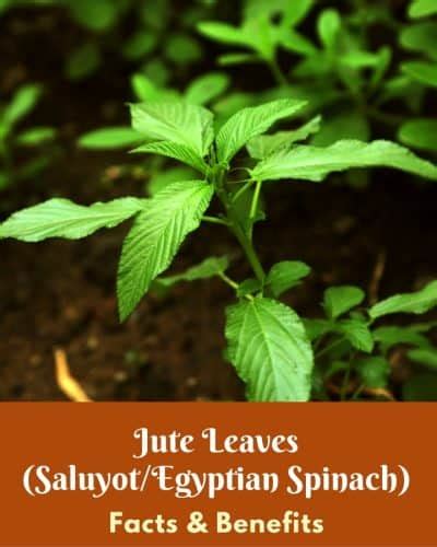 Jute Leaves (Saluyot/ Egyptian Spinach) -Benefits - Low Carb Africa