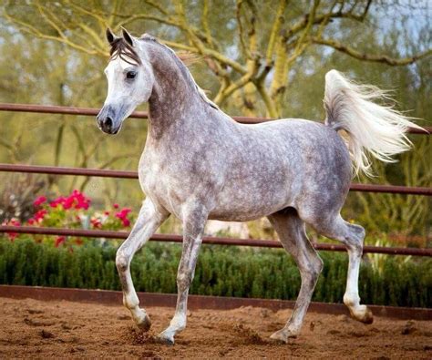 equillusionist:“(x)” Beautiful Arabian Horses, Most Beautiful Horses ...