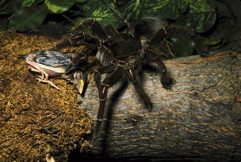 Fangs Goliath Birdeater Biggest Spider In The World - bmp-cyber