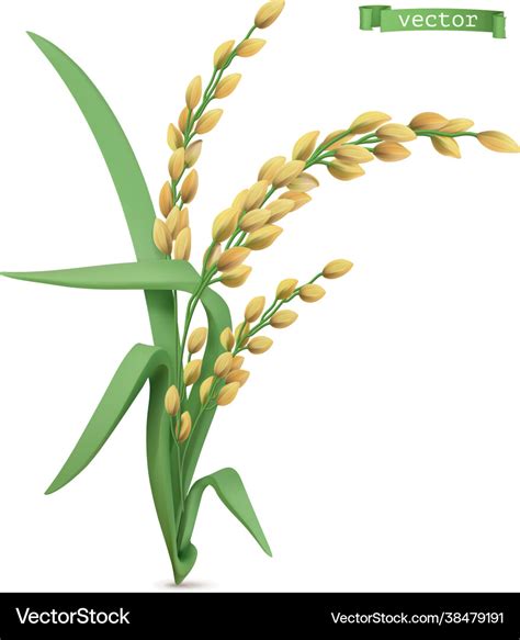 Rice plant 3d realistic icon Royalty Free Vector Image