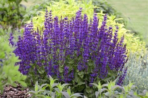 25 Low-Maintenance Perennial Flowers Perfect for Beginners | Flowers perennials, Plants, Drought ...