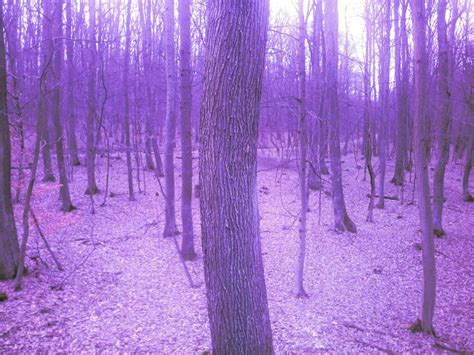 purple forest aesthetic | Colori, Foto, Lilla