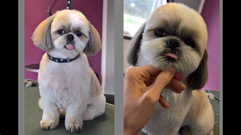 How To Groom A Shih Tzu Puppy?