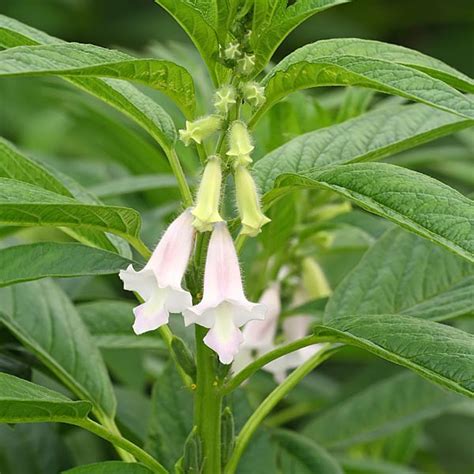 Sesame (Sesamum indicum) | My Garden Life