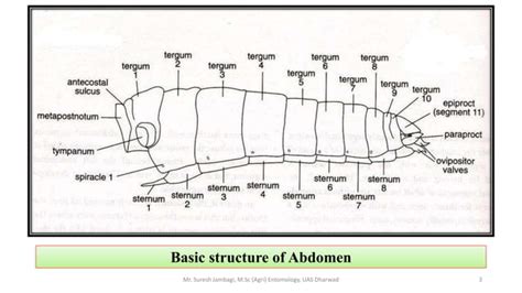 Insect abdomen and its appendages | PPT