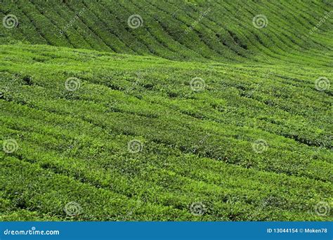 Tea plantation stock photo. Image of fresh, beautiful - 13044154