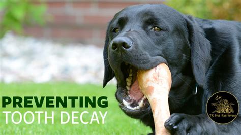 Protecting Your Dog's Teeth from Tooth Decay - TK Hot Retrievers