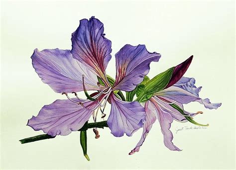 Bauhinia Botanical Painting Painting by Janet Pancho Gupta