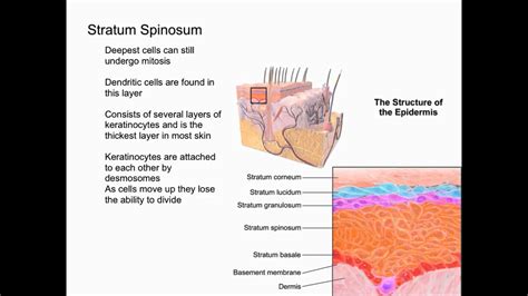 Layers of the Epidermis - YouTube