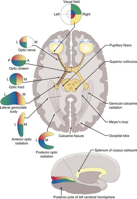 Anatomy Of Visual Pathway