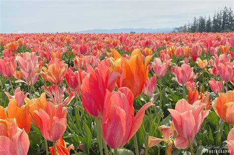 Best Tulip Festivals in the World - AnnMarie John