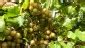 The Top 10 Muscadine Grape Varieties For Consumer Appeal - Growing Produce