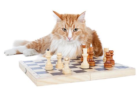 Cat Playing Chess Stock Photos, Pictures & Royalty-Free Images - iStock