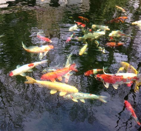 Why Add a Koi Pond To Your Landscape Design Plan