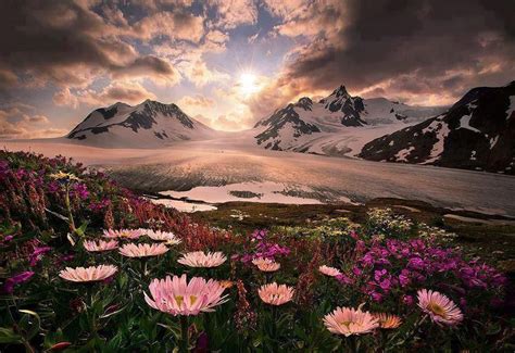 L’image du jour : Lever du soleil sur les fleurs sauvages de l’Alaska, États-Unis | Beautiful ...