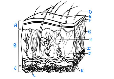 Human Anatomy U2- Skin: Epidermis Diagram | Quizlet