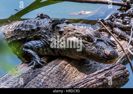 Baby Broad-snouted caiman (Caiman latirostris), photographed in ...