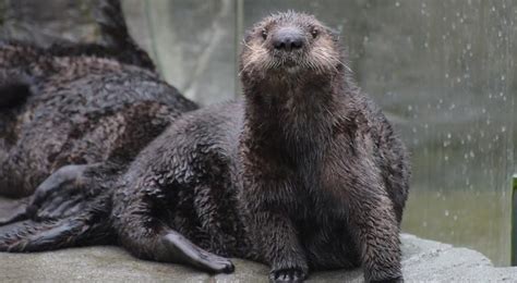 Vancouver Aquarium sea otter pups meet adult otter Tanu for first time ...