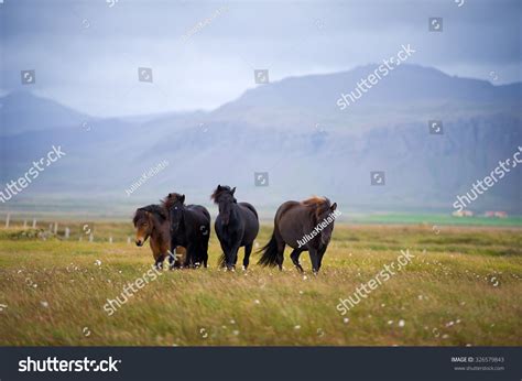 Icelandic Horses Icelandic Horse Breed Horse Stock Photo 326579843 | Shutterstock