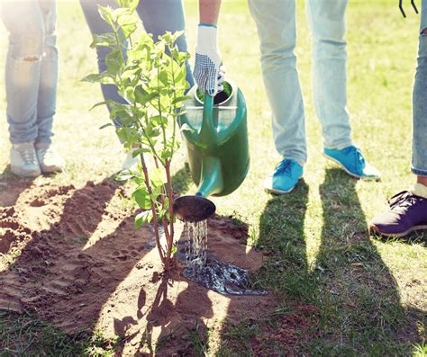 Benefits of Planting More Trees