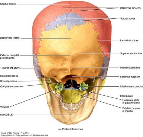 Human Bone Anatomy Labeled - Human skull bones skeleton labeled educational scheme ... - Have ...