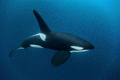 Orca Whale Photos, Posters & Facts