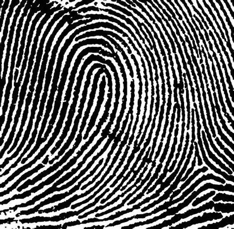 The Loop - Deciphering Your Own Fingerprints - American Academy of Hand ...