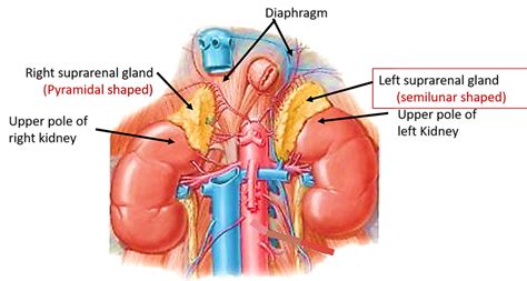 Adrenal Medulla Anatomy