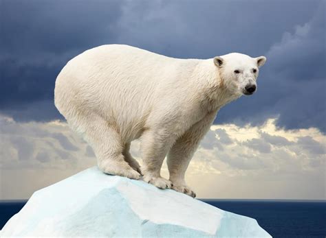 What Is in a Polar Bear Habitat? (with pictures)